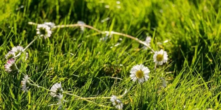 A Daisy Chain in Real Estate: Interesting Facts Should Know