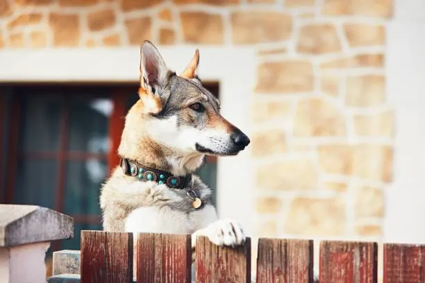 Best Guard Dogs For Home Security